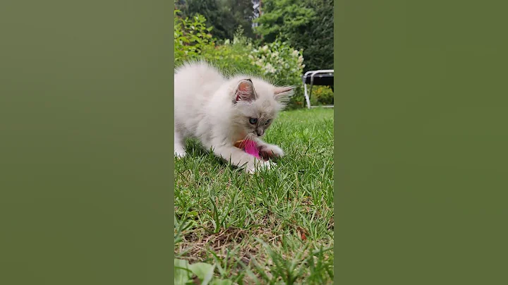Watch the video about Kitten Seal Mitted Lynx Ragdoll girl, born 31-May-2023