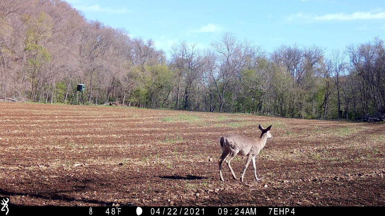 Browning Recon Force Elite HP4 Video Quality