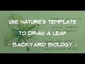 Use Nature&#39;s Template to Draw a Leaf ~ Backyard Biology