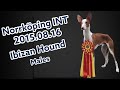 Utställning Norrköping 2015 08 16 Podenco Ibicenco IBIZAN HOUND の動画、YouTube動画。