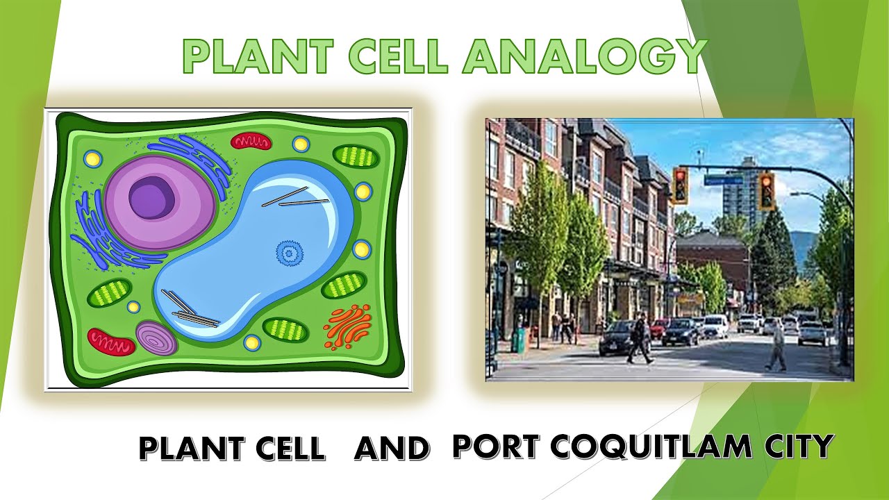 PLANT CELL ANALOGY PROJECT YouTube PLANT CELL ANALOGY PROJECT YouTube