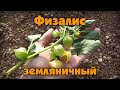 Физалис земляничный (Physalis peruviana)