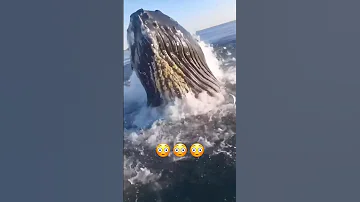 The Ocean is a terrifying place 😭