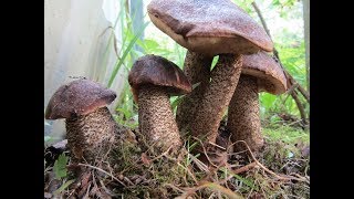 Как вырастить грибы на дачном участке ? Подберёзовики.