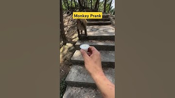 Monkey Chilli Prank #nature