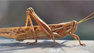 Unique.grasshoppers Are Herbivorous Insects From The Caelifera Suborder