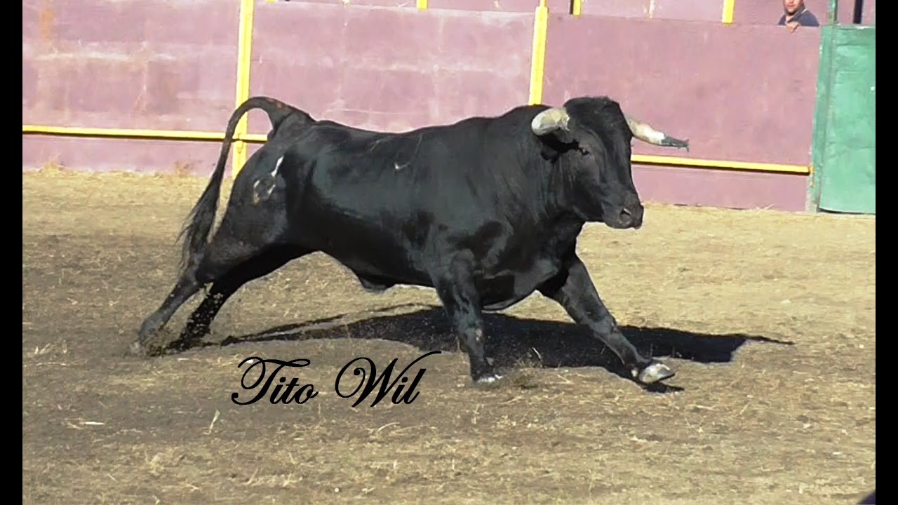 Torrejón el Rubio (CC)  domingo 02-10-2016