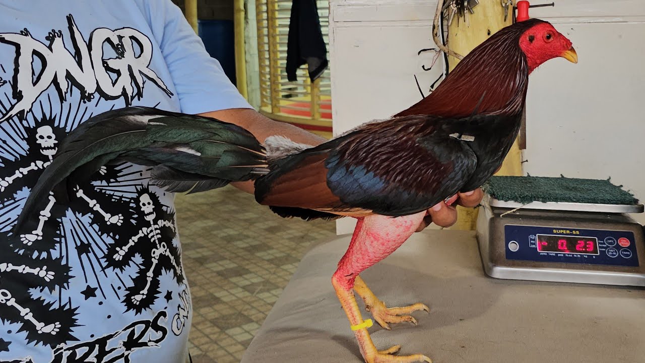 GALLERIA WALTER MUSA Y RAYMUNDO PRESENTA UNOS CUANTOS EJEMPLARES PARA PADRES INF AL 829-94O-5O4O