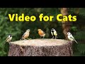 Videos for Cats to Watch - Cat TV Birds Spectacular ⭐ NEW 10 HOURS ⭐