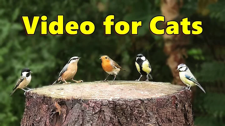 Videos for Cats to Watch - Cat TV Birds Spectacula...