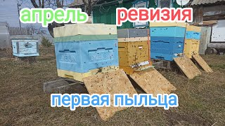 Весенняя ревизия пчёл, сокращение семей! Первая пыльца! Пчеловодство!