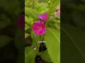 Nature #beautiful #shortvideo #poongatrile song#shorts #viral #trending #tree #natural #trees #