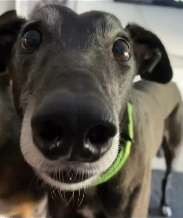 Black dog shivering