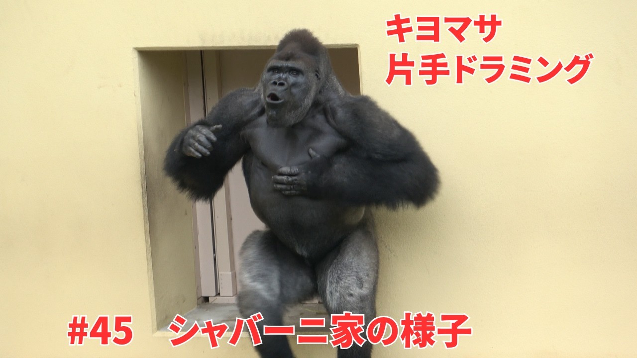 Kiyomasa drumming with one hand【東山動物園ゴリラ】Shabani family
