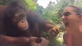 Орангутан подшучивает над девушкой