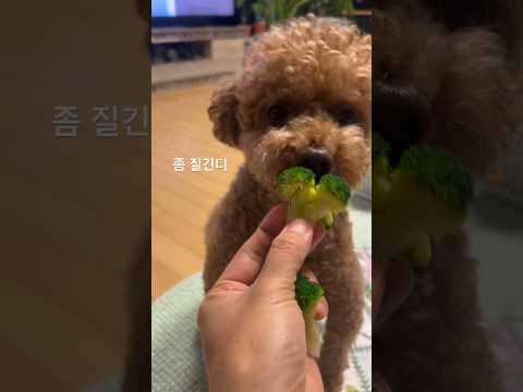 브로콜리도 잘먹는 세미채식강아지🥦 #foodie