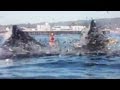 Surferin beinahe von Walen verschluckt
