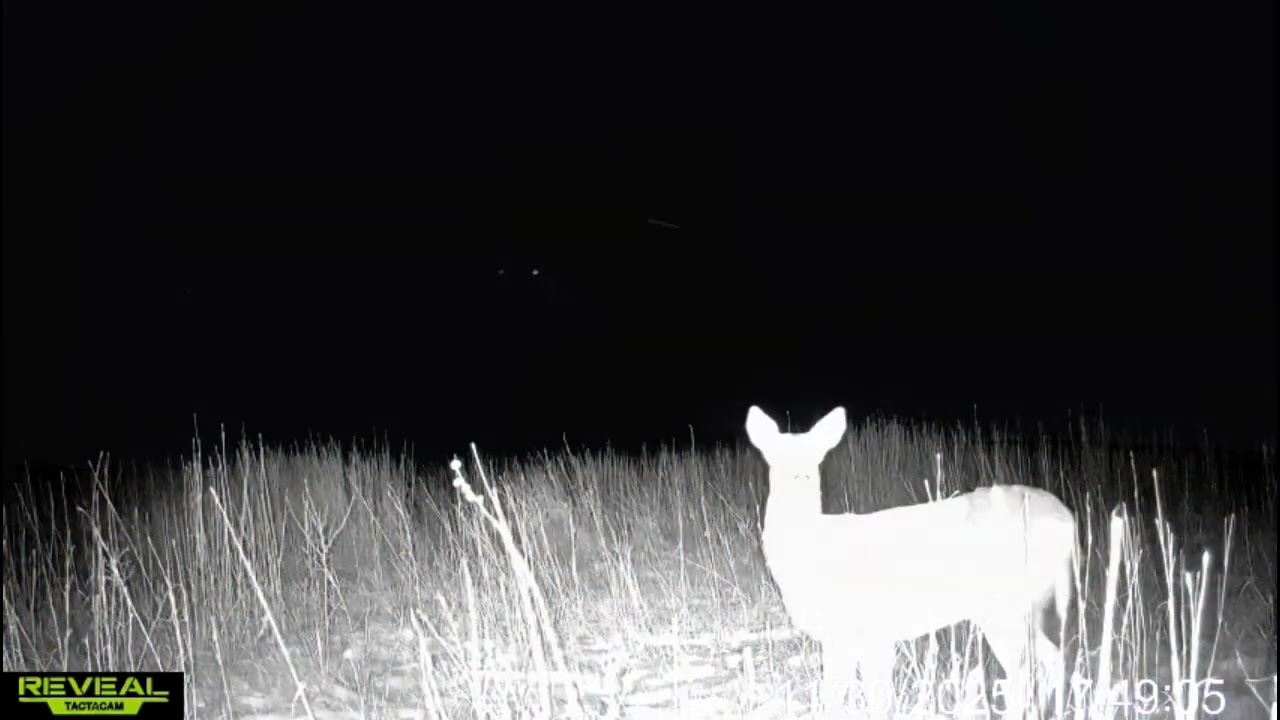 Trail camera compilation funny 2025!