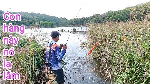 Câu cá lóc_Đi tìm hàng khủng và cái kết @Hữunghị tv
