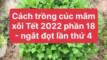 Cách trồng cúc mâm xôi Tết 2022 phần 18 - Ngắt đọt lần 4, cập nhật 9/8 ÂL