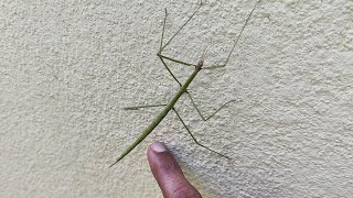 Stick insect on wall  |  Teasing it to move