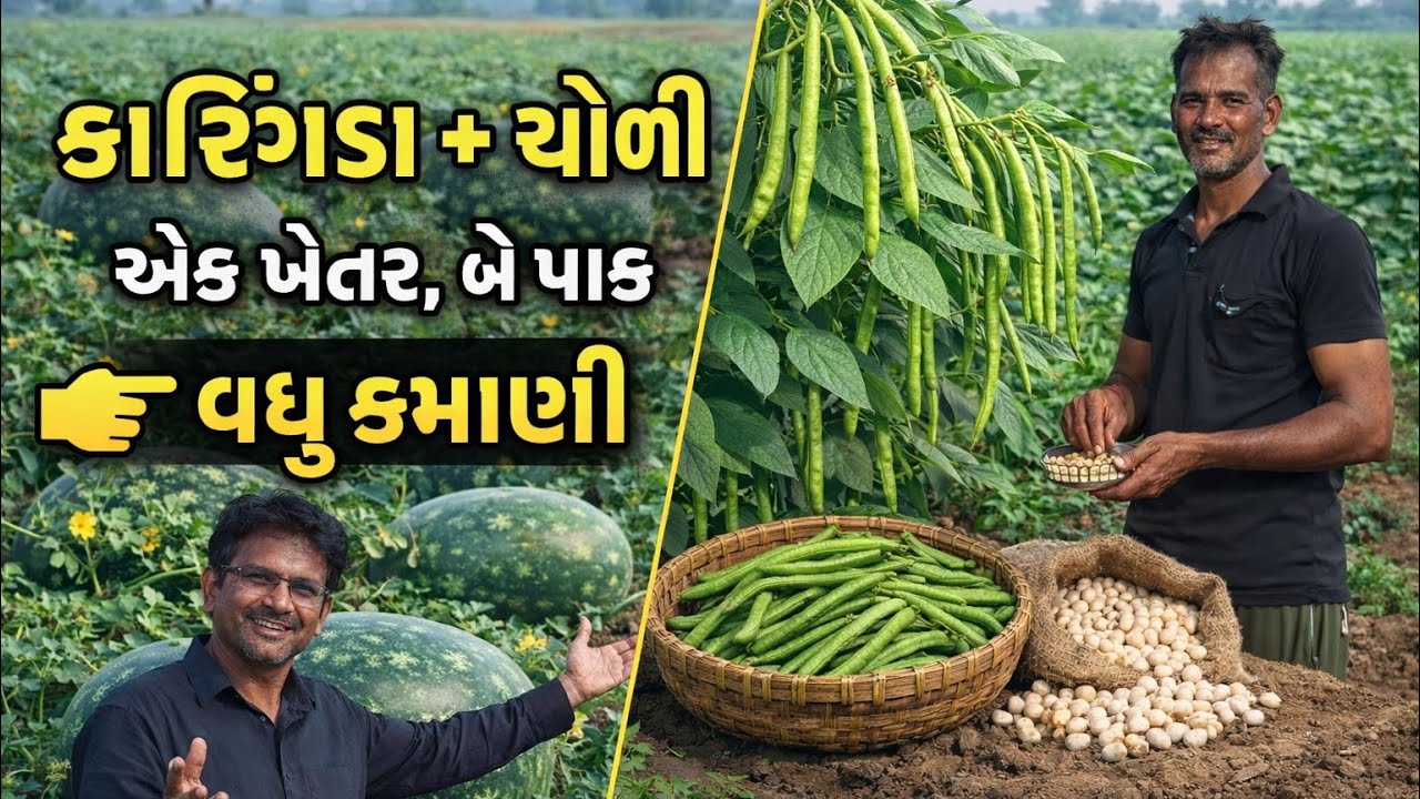 આંતરપાકની કમાલ: કારિંગડા સાથે ચોળીની ખેતી