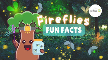 🌟 Firefly Fun Facts! Discover: How Fireflies Glow | Educational Video for Preschoolers