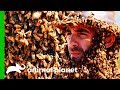 Swarm Of 10,000 Bees Cover Coyote's Face And Body | Coyote Peterson: Brave The Wild