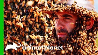 Swarm Of 10,000 Bees Cover Coyotes Face And Body Coyote Peterson Brave The Wild