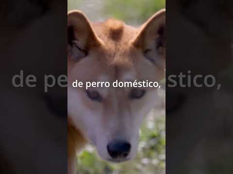 Video: ¿Por qué aúllan los dingos?