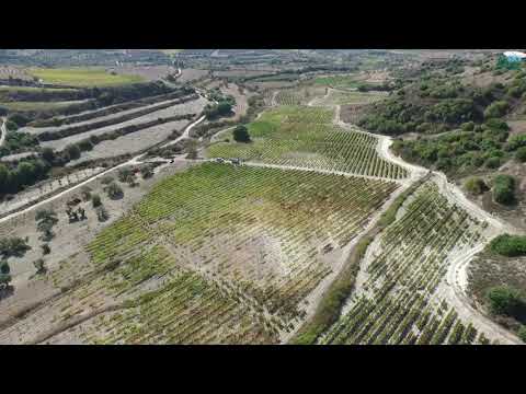 Tsangarides Winery