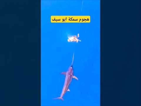هجوم سمكة أبو سيف     
