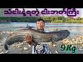 wallago attu fishing with Vib lure bait #fishingvideo #fishingtime #ငါးမျှား
