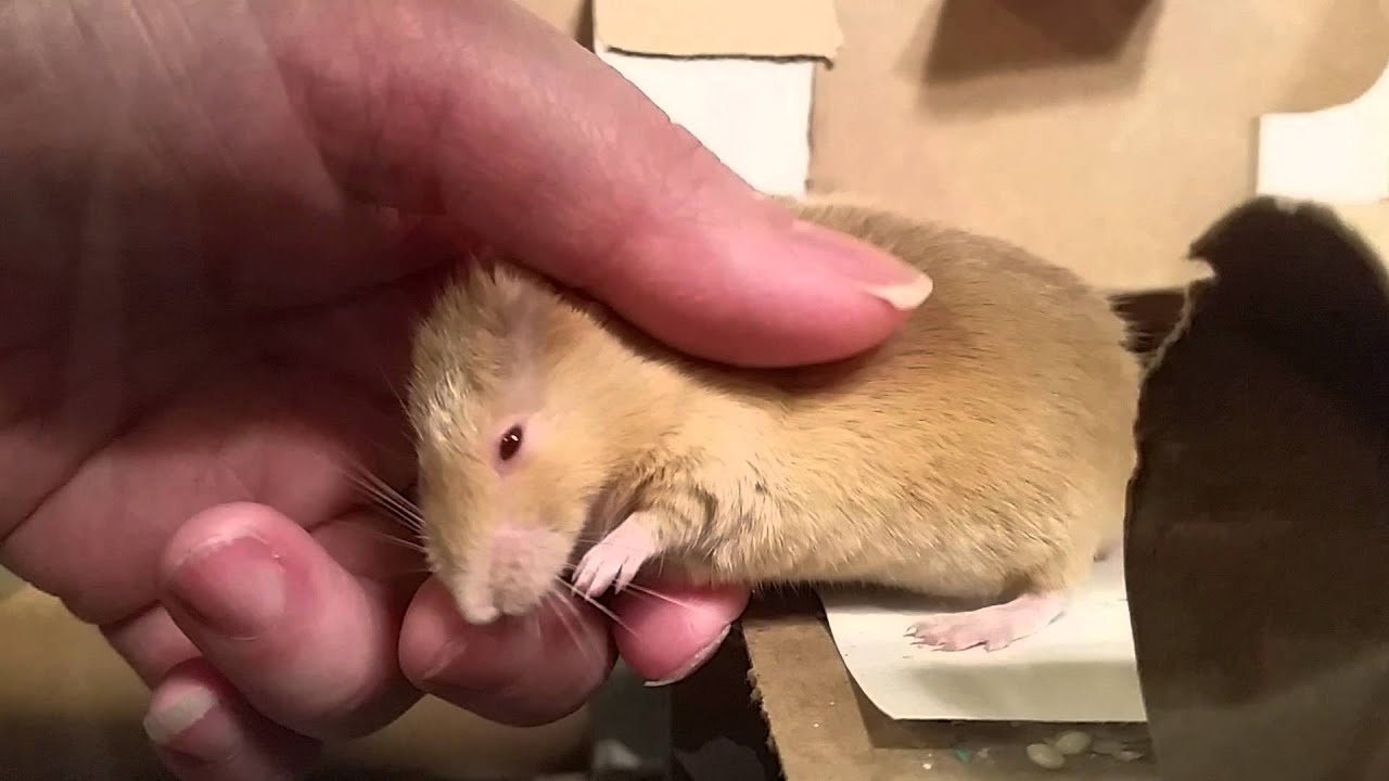 Cuddly Pet Mouse Will Warm Your Heart YouTube