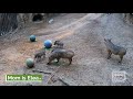 Warthog Piglets Receive Names