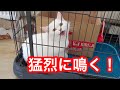 陣痛が始まった！子猫がママになるよ！出産までの記録 ♯1