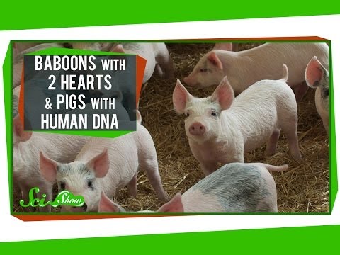 Baboons With 2 Hearts & Pigs With Human DNA