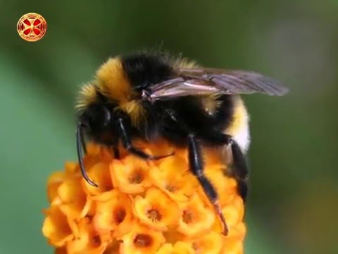 ლექციები მეფუტკრეობაზე 19 ( მაღვიძარა თვალი )