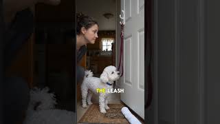 At 6:18, He Sat Under the Leash Hook#DogBehavior #SuburbanDog #DogStory #PetRoutine #HomeLife