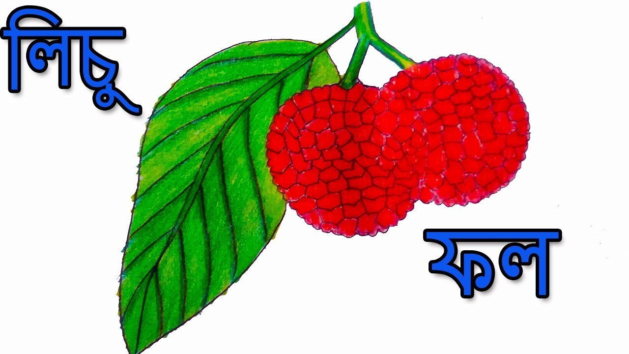 Litchi Drawing and Color./ How to Draw Litchi Fruit very easy./Ripon's Art  - YouTube