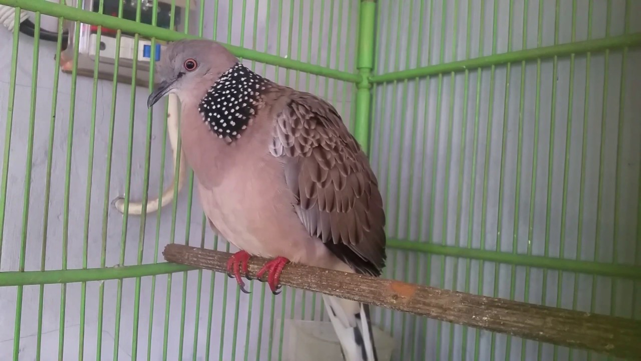 Suara Burung Derkuku\Terkuku Cocok Buat Pancingan terkuku yg malas