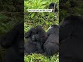 Mother Gorillas Have Restless Days and Nights with their Toddlers. Not Bothered though.