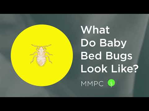 What do BABY BED BUGS Look Like? (How to Identify Bed Bug Nymphs)
