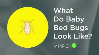 What do BABY BED BUGS Look Like? (How to Identify Bed Bug Nymphs)