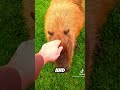 why crocodiles don't eat capybaras 😳