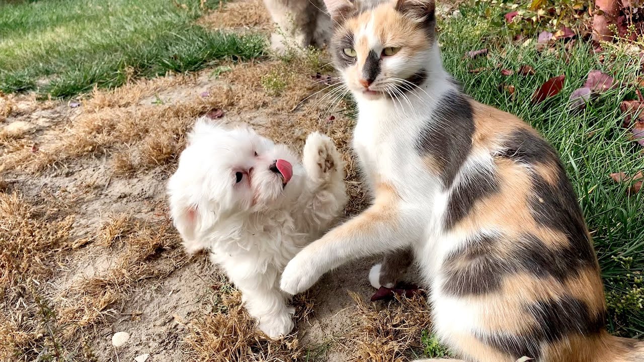 Puppy meets 6 cats - YouTube