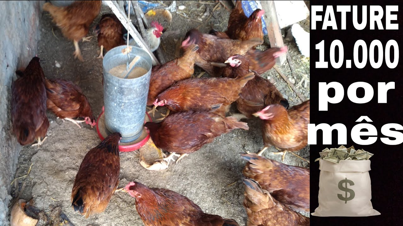 FATURE 10 mil reais por mês criando galinha caipira e vendendo ovos FATURE 10 mil reais por mês criando galinha caipira e vendendo ovos