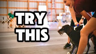 How To Run a Flyball Dog