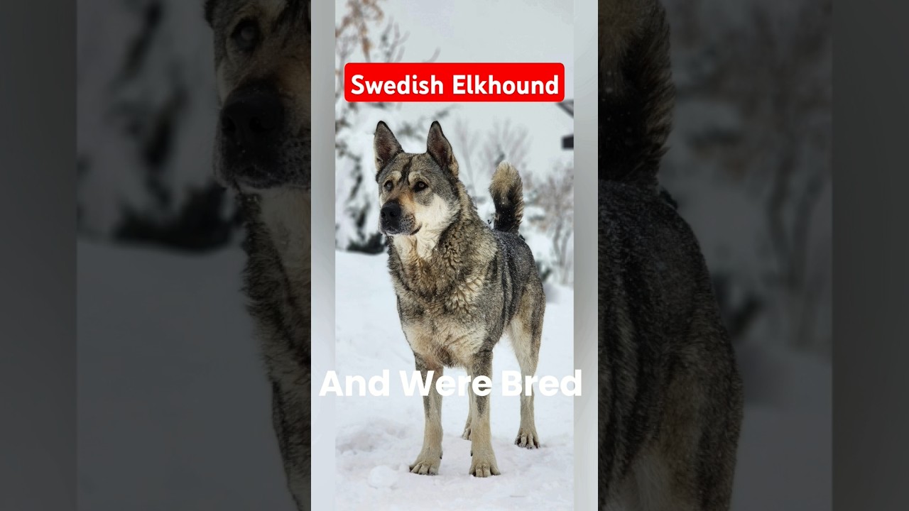Swedish Elkhound Dog Personality and Behavior