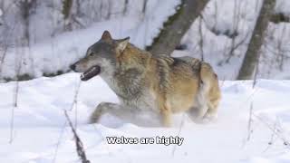 20 fun facts about Wolves